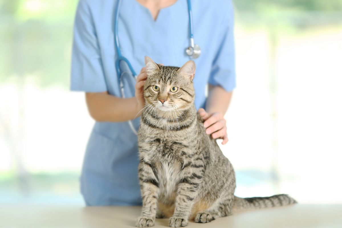 How Often Should I Take My Cat To The Vet? Fursure Blog
